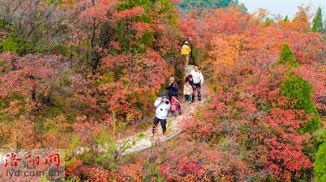 层林尽染黄河岸