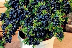 农科院专家带你了解中国的蓝莓地图图片