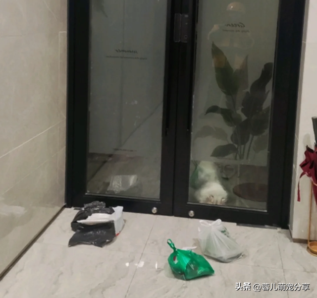 外卖员发照片说家人已签收，哈哈，外卖已被小猫签收！
