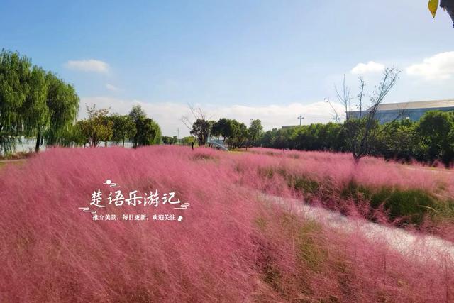 浙江宁波新推出一个粉黛花海，居然绵延5公里，成为拍照赏景胜地