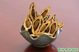 湖南食用槟榔的历史图片