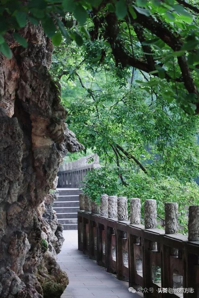 成都千年紫薇绽放，错过等一年→