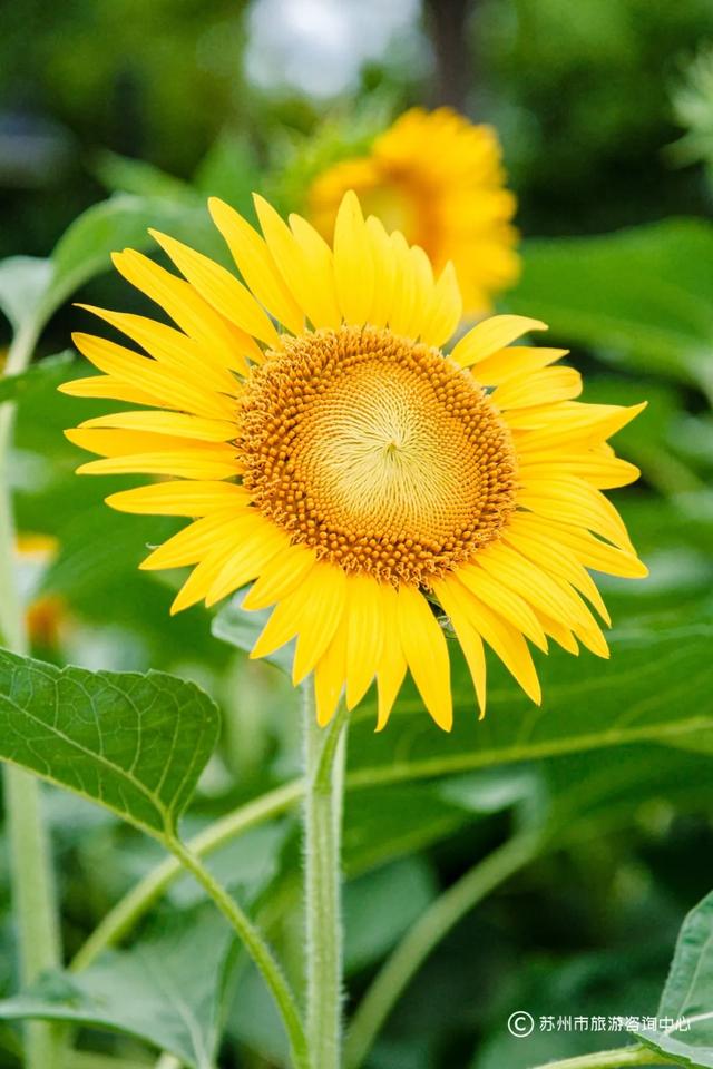 夏日清晨,在桐泾公园邂逅向日葵花海与童话小屋