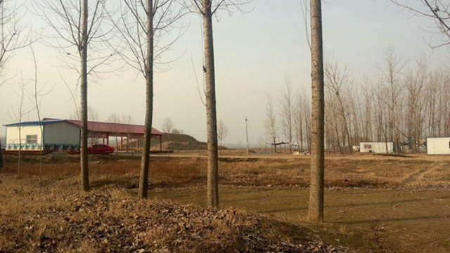 秋冬季节，光秃秃树枝上藏着童年宝藏，“杨拉罐” 你还记得吗？