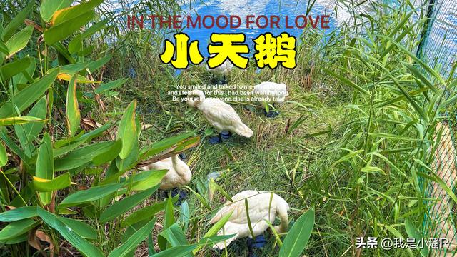 广西南宁，南湖公园来了一批贵客，好多人来拍照打卡！