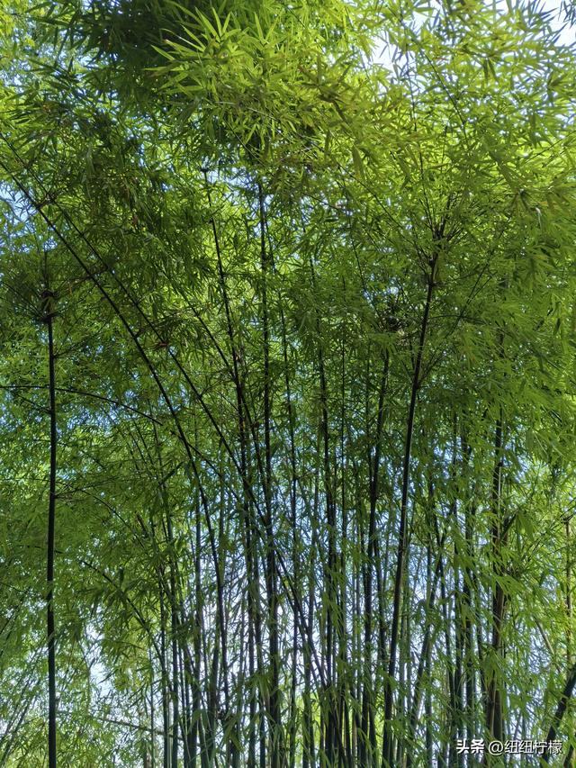 爬山，要量力而行，安全第一，爬歌乐山911更需如此