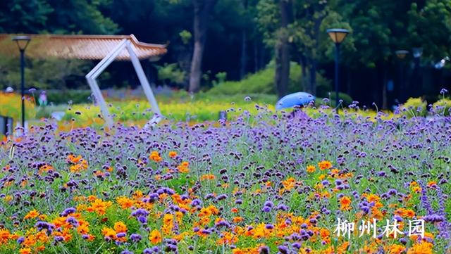 柳州市雀儿山公园4000平方米硫华菊盛放