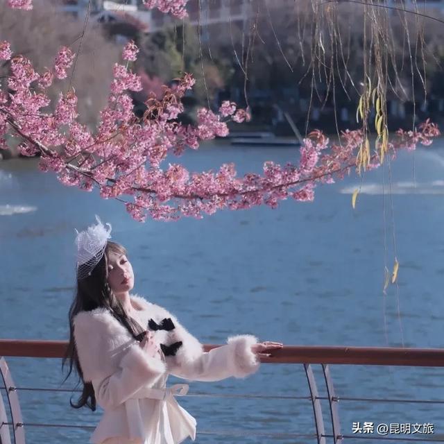 美炸！美炸！全国裹貂我赏樱！昆明最全冬樱赏花攻略来了，周末快冲~