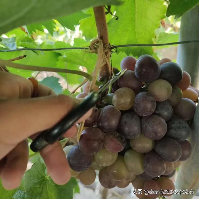 邂逅秦皇岛百年葡萄树，逛酒庄、品红酒、宿葡园，开启“藤”下慢时光！