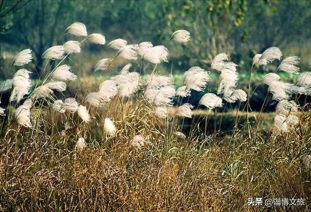 气温骤降8℃,「雪」要来了!在淄博,邂逅一场白色浪漫→