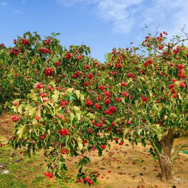 【乳山文旅福利】持乳山南站高铁票，这些景区门票优惠轻松享！