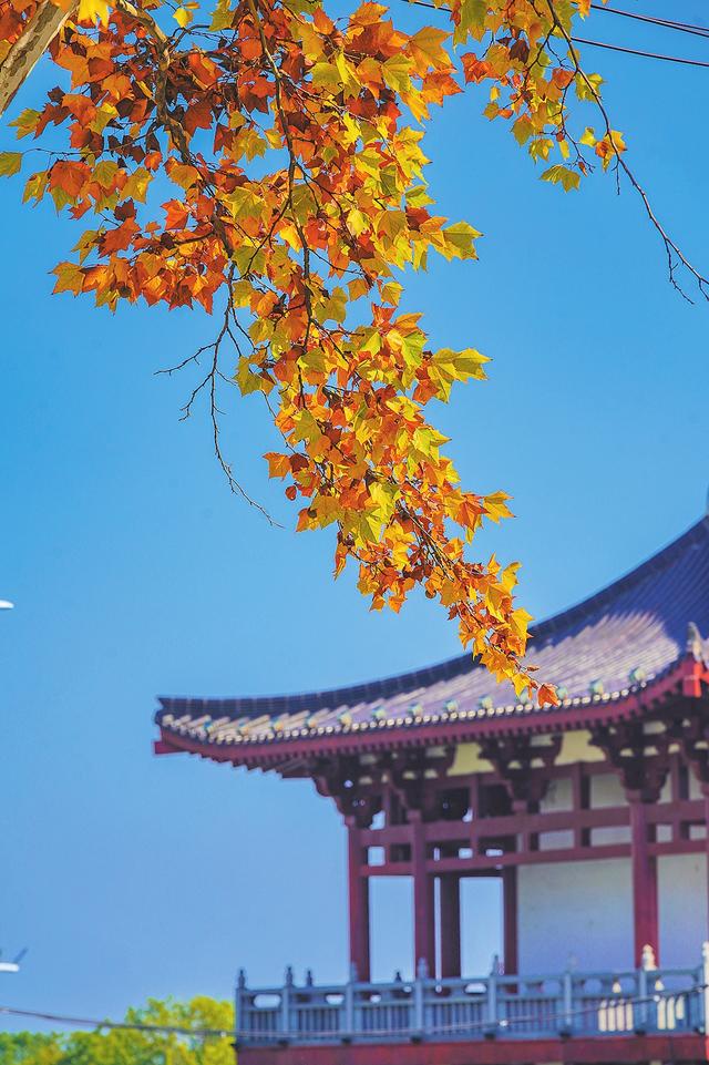 图说岳阳丨初冬已至秋未央 一城金色半城诗