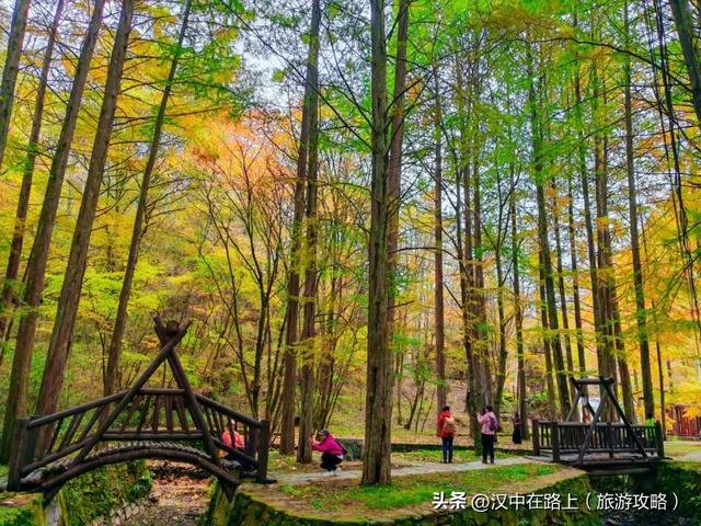 汉中这处红叶已进入最佳观赏期