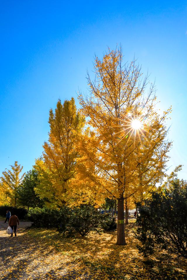 秋日邀约｜听说，你们都去看银杏了