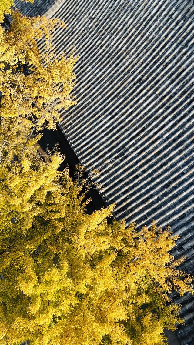 山东：时至初冬，银杏正当时