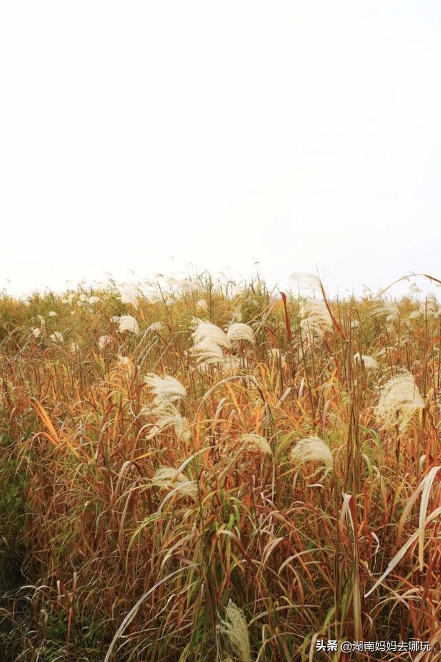 0.5H直达长株潭私藏“小白洋淀”，荻花摇曳处解锁老船厂遛娃秘境！