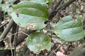 金刚藤，也就是铁菱角、红灯果，有着四大作用，大家可要记了！图片