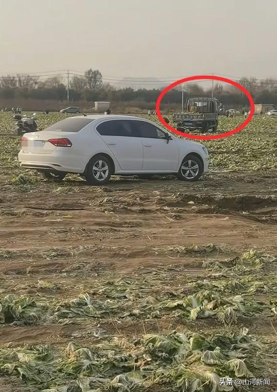 内蒙200亩白菜遭七八百人免费砍，菜农发声，游客反呛：来找我啊