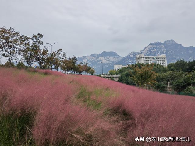 泰安：泰山下一个街角公园火了，有百米粉黛花海，错过要再等一年