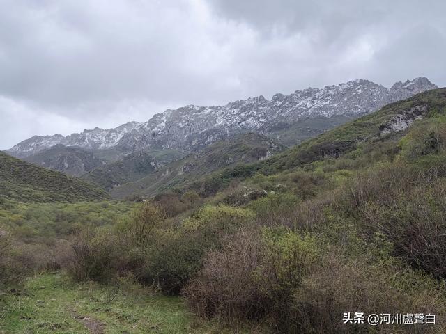 渭源双石门*石门雪山的杜鹃花