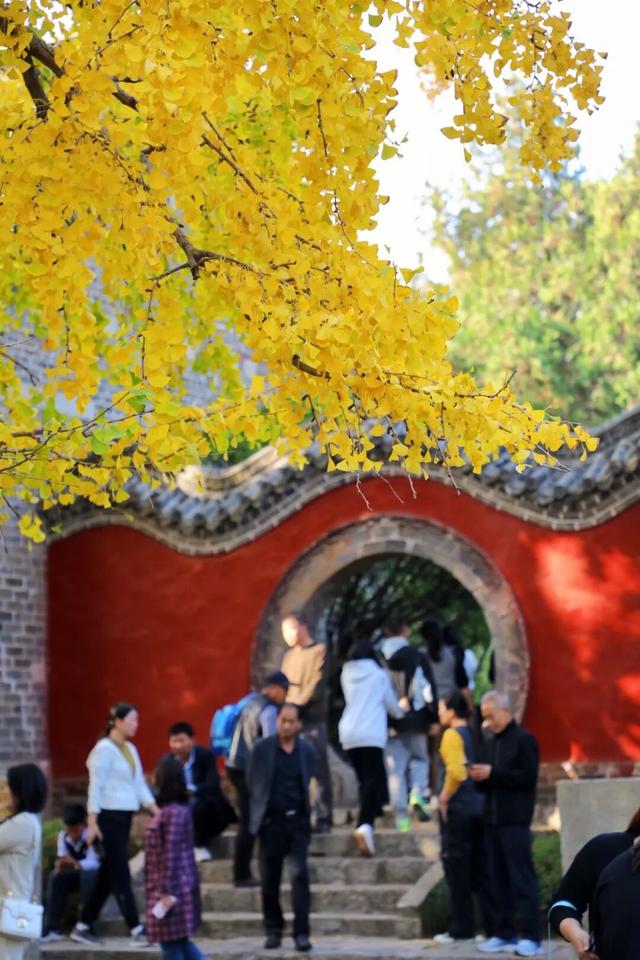 浮来山银杏树，即将迎来最佳观赏期！就自周末起！