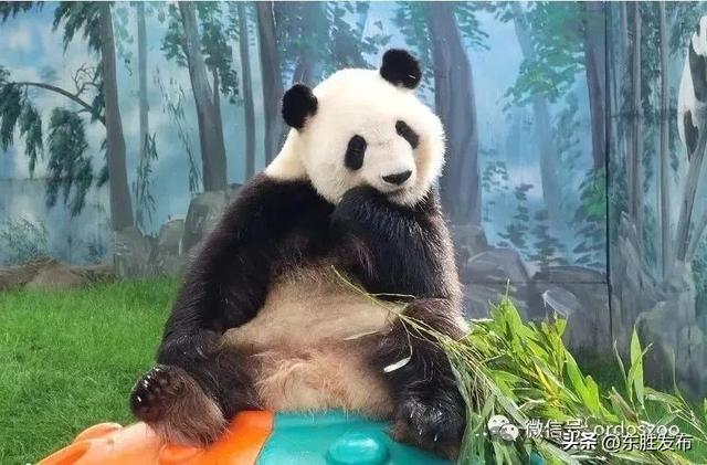 鄂尔多斯野生动物园13年了！邀您一起过生日！