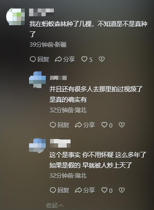 马云现身蚂蚁森林，大口吃西瓜，现场杂草丛生，跟2016年对比明显