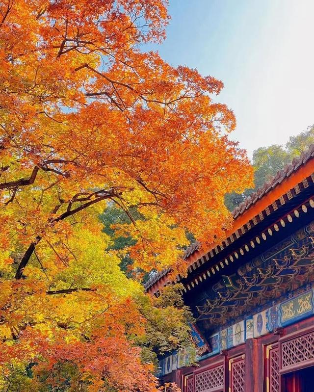 北京香山红叶