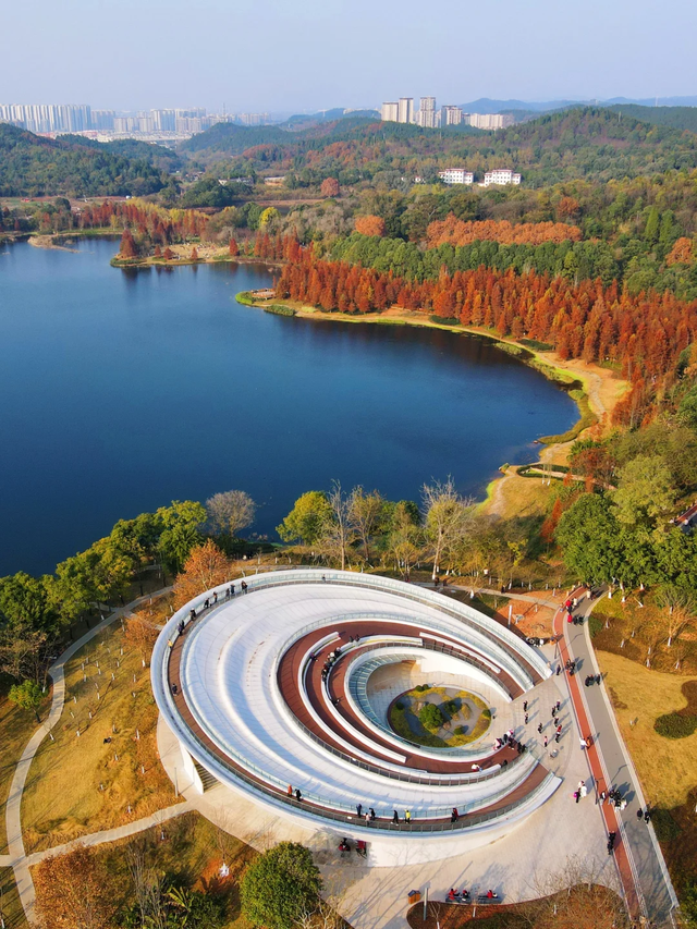 先收藏！成都1h直达最美水杉公园，小众人少、景美出片！