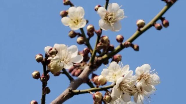 真香！张家港“梅”好将至