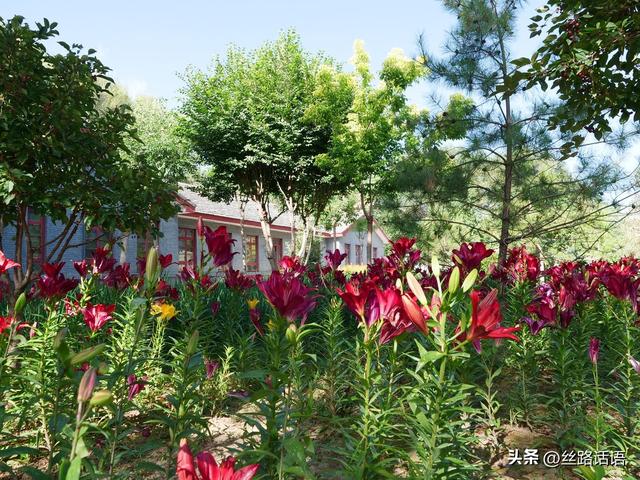 图集丨山丹：百合盛开，许你一个浪漫盛夏！