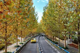 冬日“顶流”来啦！重庆两江新区这3条梧桐大道进入最佳观赏期图片