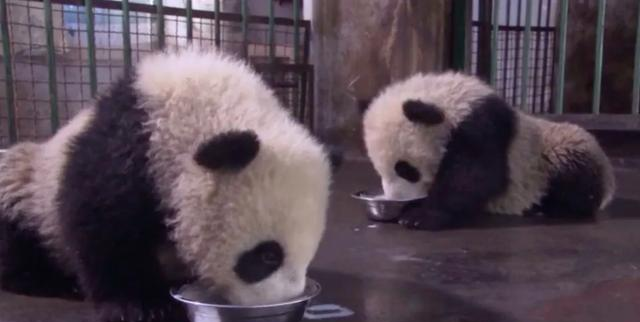 5岁半在野外被同类打死，奶爸一夜白头