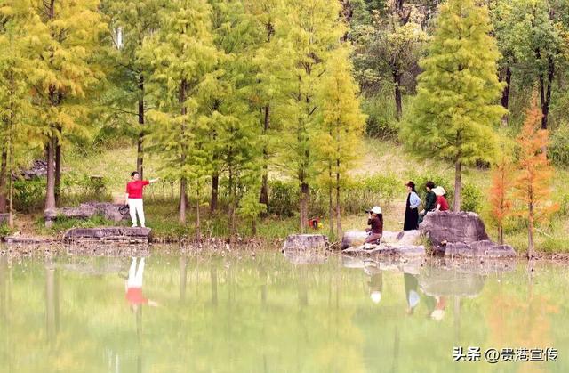 速收藏！贵港十二月赏花地图出炉，这些绝美机位拍出氛围感大片