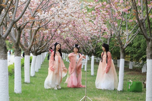 徽县：樱花节会醉游人