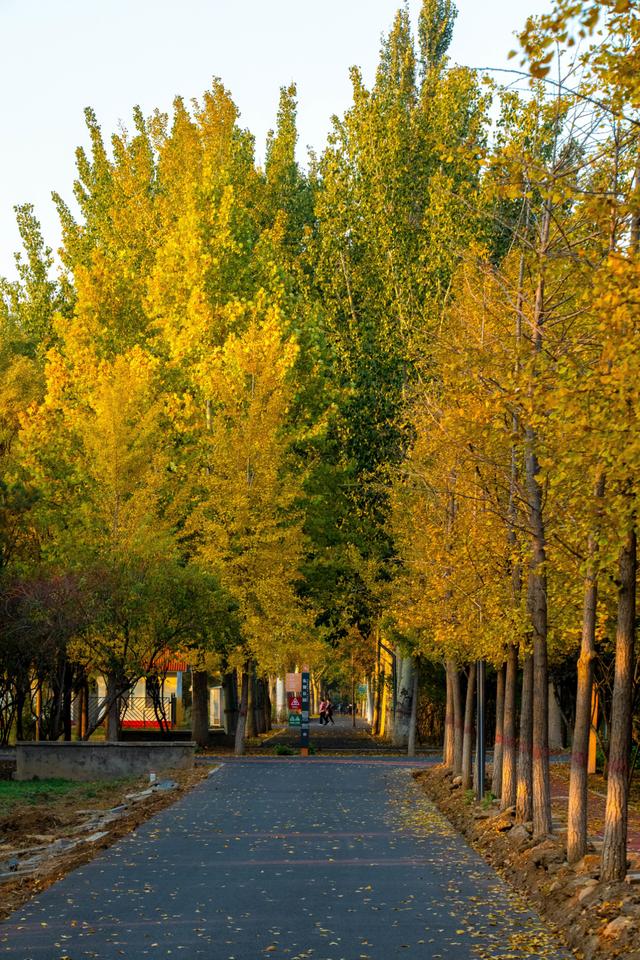 北京秋天金黄色的秘境公园，不收费的东坝郊野，已美成金色海洋