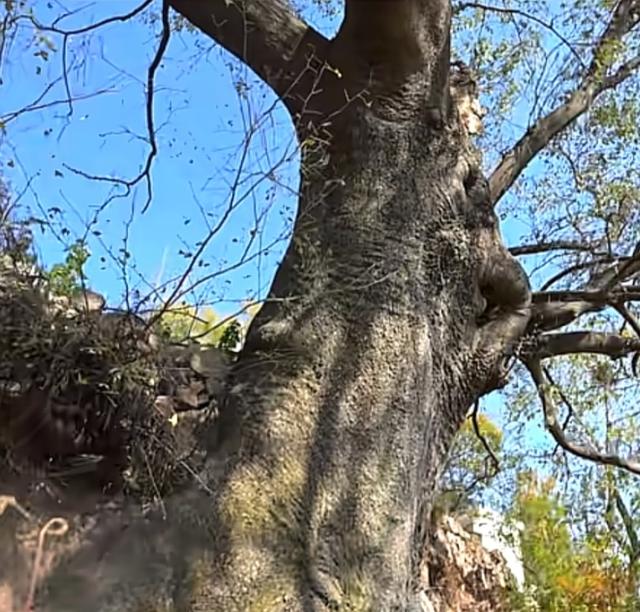 汝阳的一张绿色名片杨树岭古皂荚树