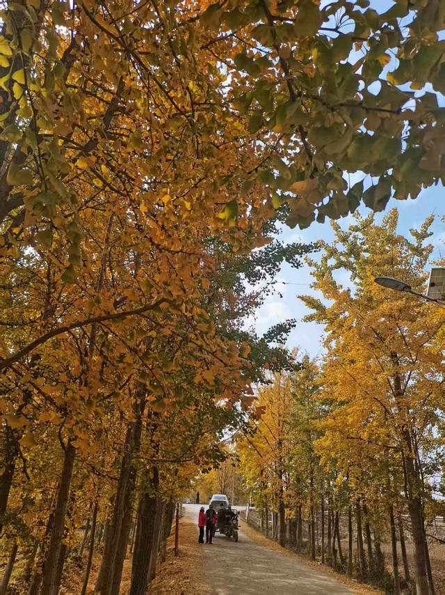 唐河县郭滩镇：银杏进入最佳观赏期 八方游客打卡金色秘境