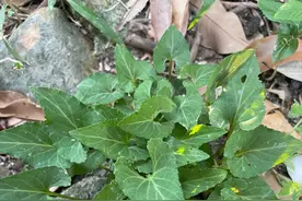 俗称“万能解毒草”的紫花地丁，值得大家了解图片