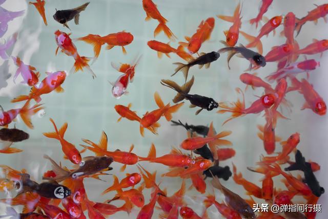 斥资500万！佛山30年花鸟老街，摇身一变成文艺新地标