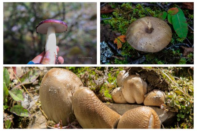 贡嘎大环线：在雪山的凝视下，与艰辛同行之巴王海（原创）