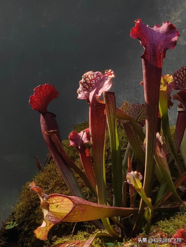 厦门植物园：邂逅自然的绮梦