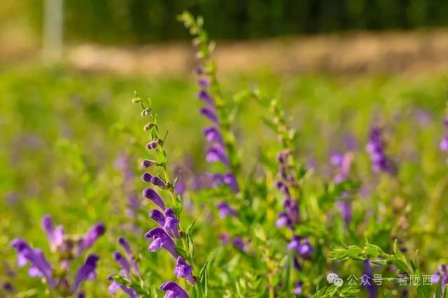 【图观陇西·新视角】药乡之约——邂逅浪漫黄芩花海