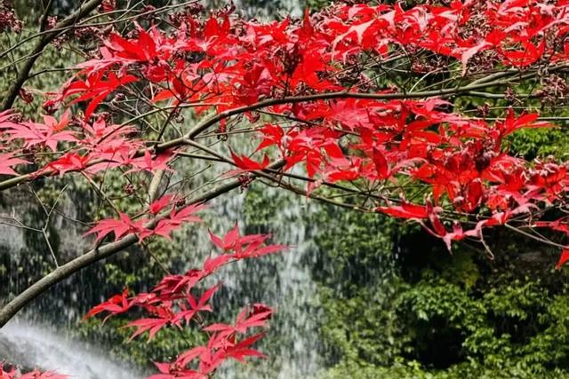 秋日研学行｜天台山徒步 + 红色传承，少年们的成长之旅！