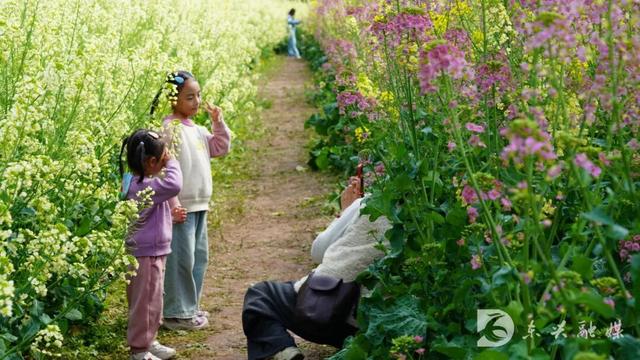 晴日正好！来东兴清溪湿地，邂逅五彩油菜花