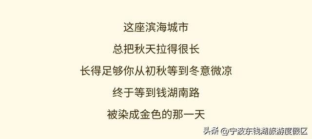 一场迟到的银杏雨，给钱湖南路染上了秋天的颜色~