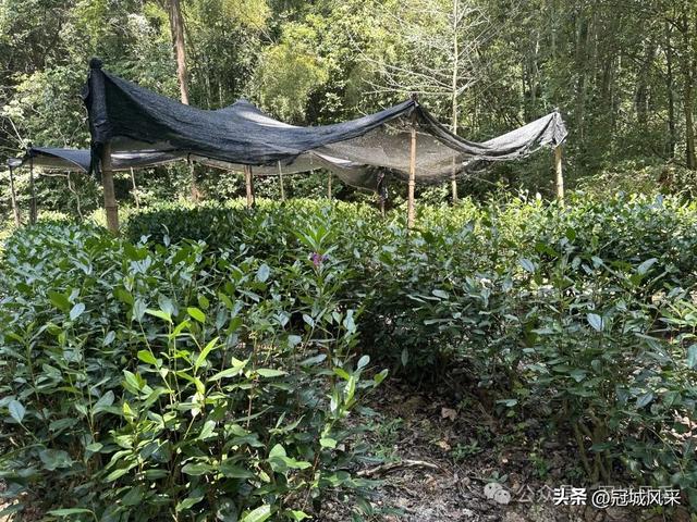 杭州印象·灵隐飞来峰