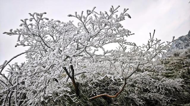 雪景 │ 美到词穷！仁怀首场雾凇惊艳上线