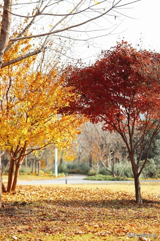 地铁直达！秋日末尾的“落叶大道”不可错过！