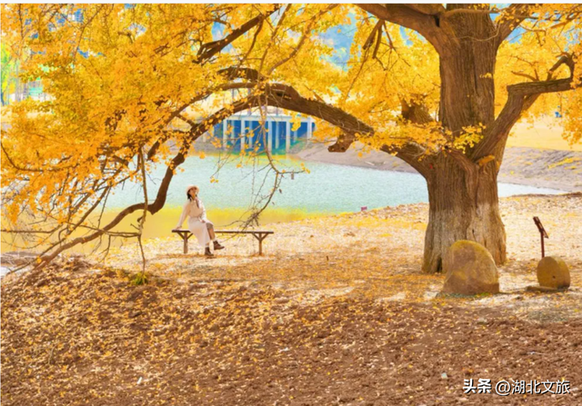 一叶知秋，一梦千年：千年银杏谷"金枝节"邀您入画!